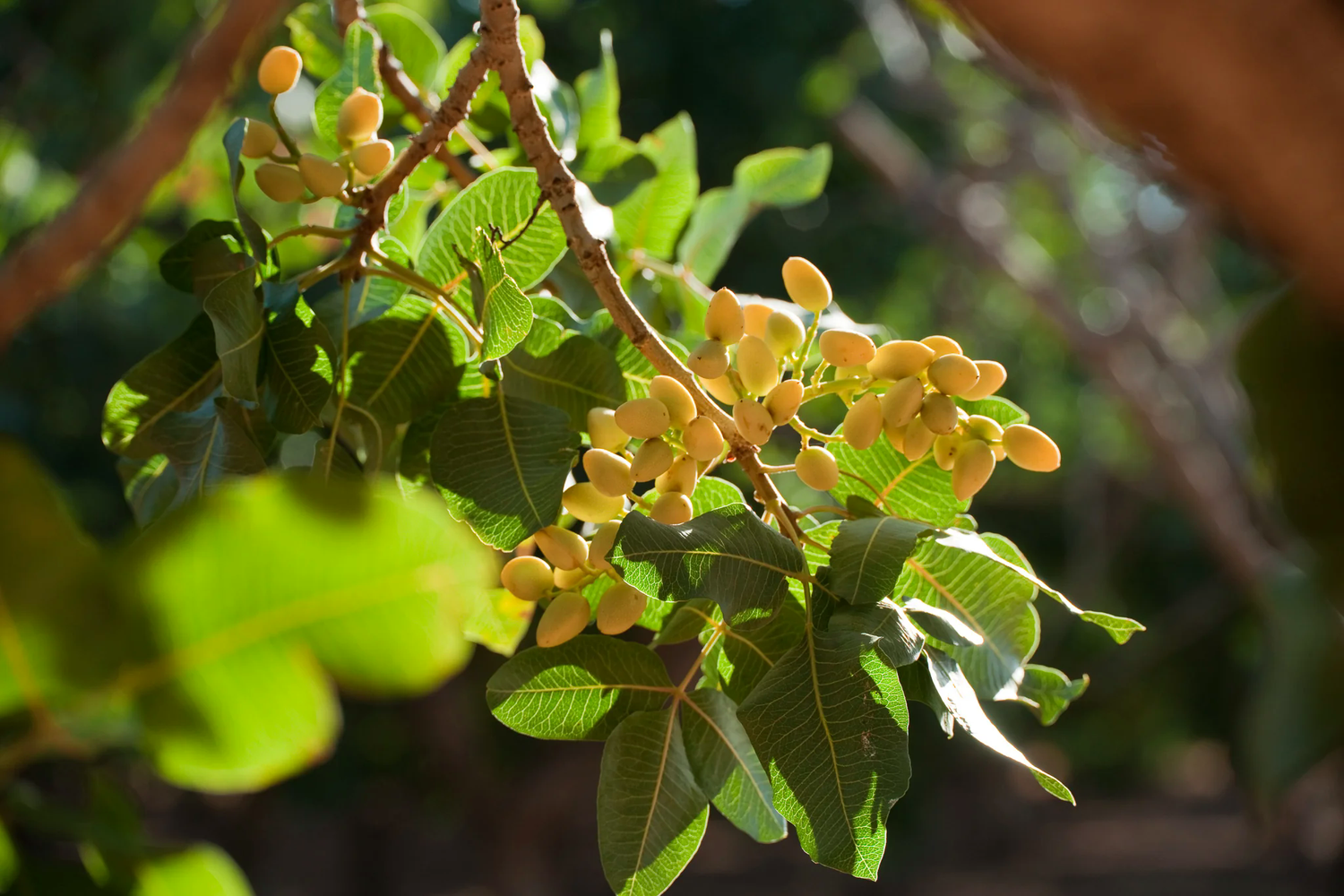 About Us - Our Pistachio Orchards