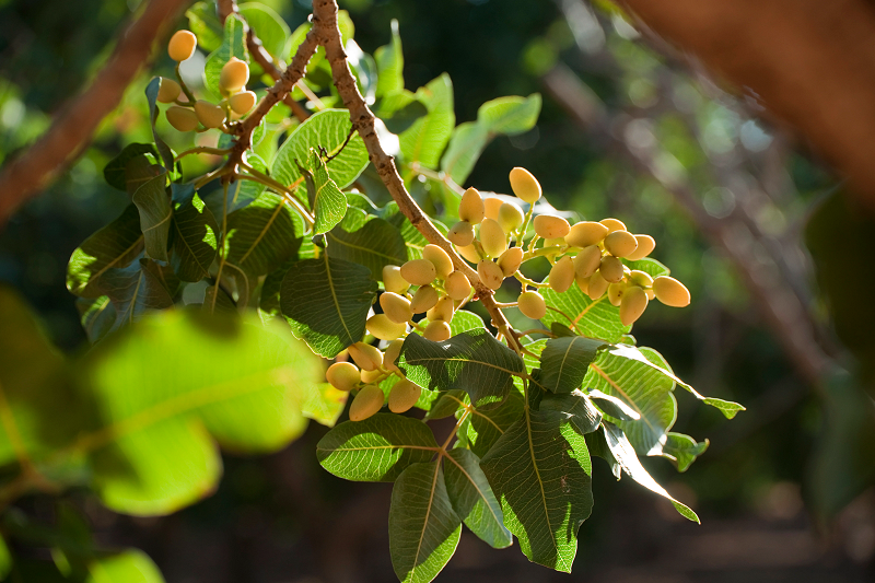 Pistachio Orchards - Pistachios on Tree