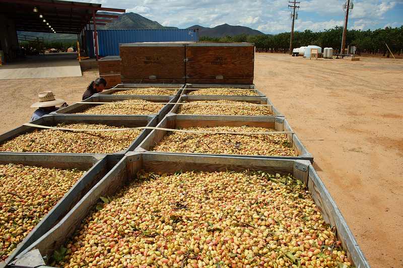 Our Pistachio Orchards - Harvested Bins of Pistachios