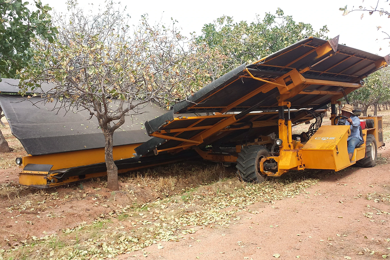 Our Pistachio Orchards - Pistachio Collectors during Harvest