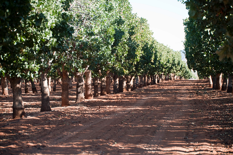 Our Pistachio Orchard - Grown Pistachio Trees