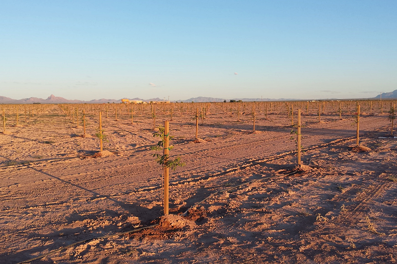 Our Pistachio Orchards - New Pistachio Trees